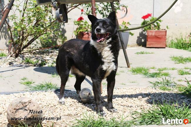 Nosek - spokojny psiak