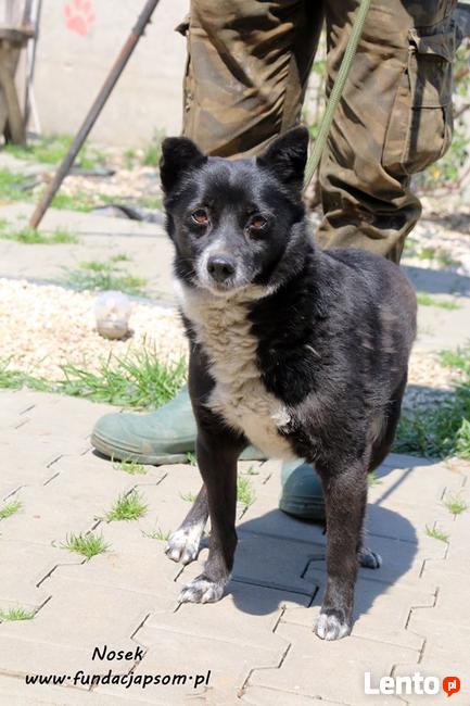 Nosek - spokojny psiak