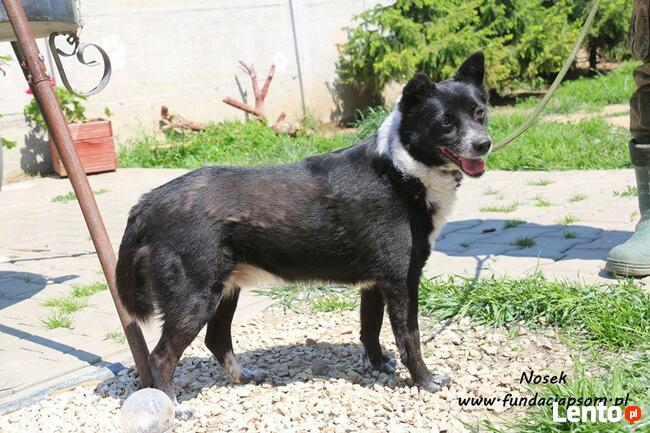 Nosek - spokojny psiak