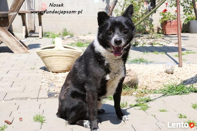 Nosek - spokojny psiak