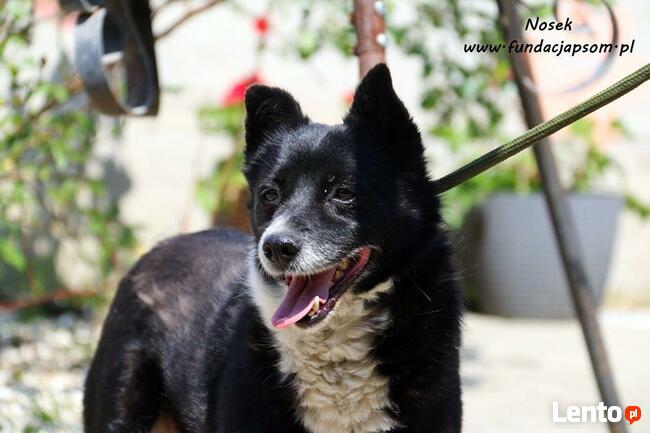 Nosek - spokojny psiak