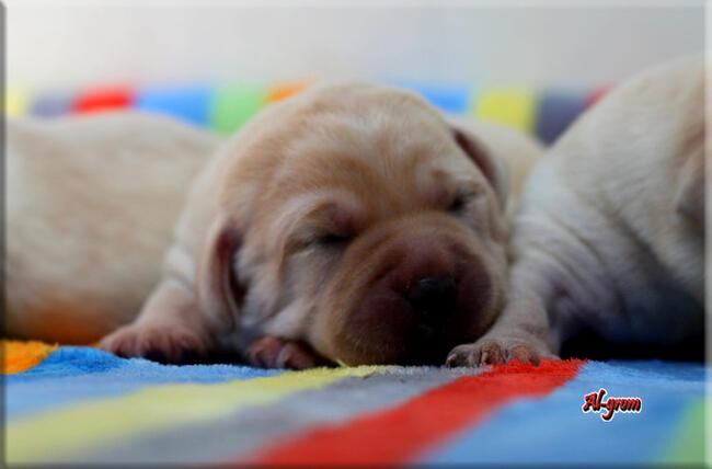 BISZKOPTOWE SZCZENIĘTA LABRADOR RETRIEVER