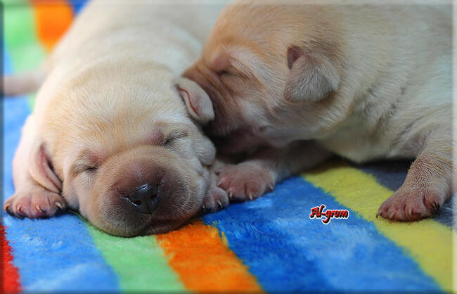 BISZKOPTOWE SZCZENIĘTA LABRADOR RETRIEVER