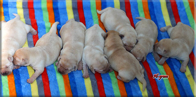 BISZKOPTOWE SZCZENIĘTA LABRADOR RETRIEVER