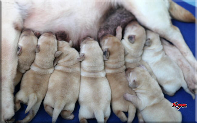 BISZKOPTOWE SZCZENIĘTA LABRADOR RETRIEVER