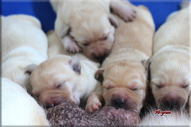 BISZKOPTOWE SZCZENIĘTA LABRADOR RETRIEVER