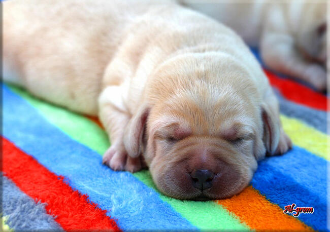 BISZKOPTOWE SZCZENIĘTA LABRADOR RETRIEVER