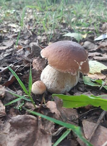 Agroturystyka Podlasie Chomiczówka