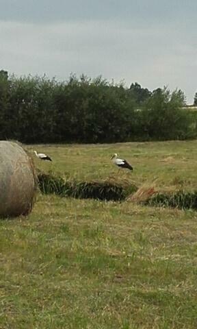 Agroturystyka Podlasie Chomiczówka