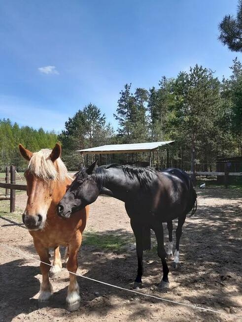 Agroturystyka Podlasie Chomiczówka