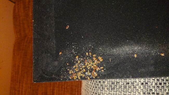 Zwalczanie Pluskwa Domowa metodą IPM