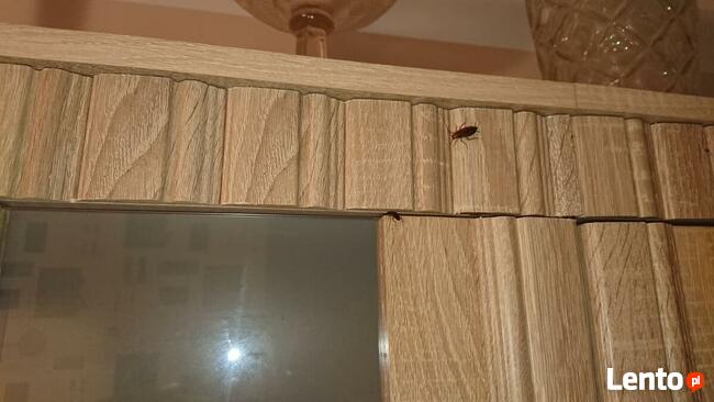 Zwalczanie Prusaków Karaczanów w Twojej okolicy