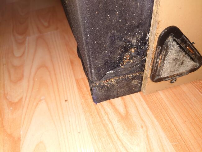 Zwalczanie Pluskwa Domowa metodą IPM