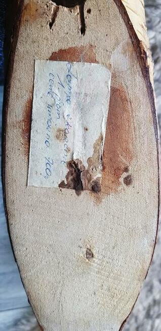 Stara lampa na korzeniu