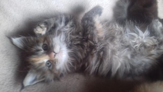 Kocięta MaineCoonXXXL