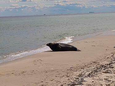 Promocja na wrzesień w Helu. Własny ogródek. Blisko plaża