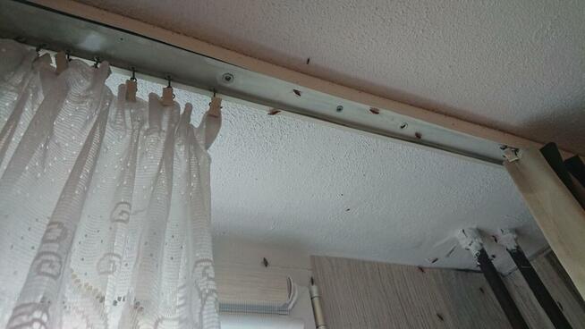 Zwalczanie Prusaków Karaczanów w Twojej okolicy