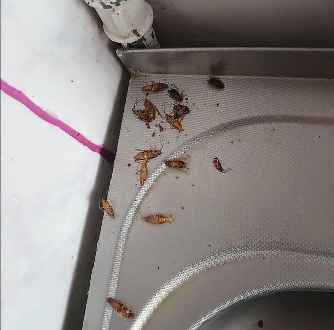 Zwalczanie Prusaków Karaczanów w Twojej okolicy