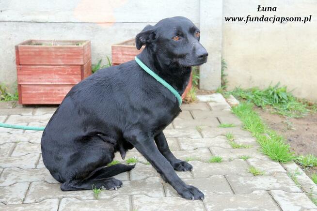 Łuna - urocza czarnulka