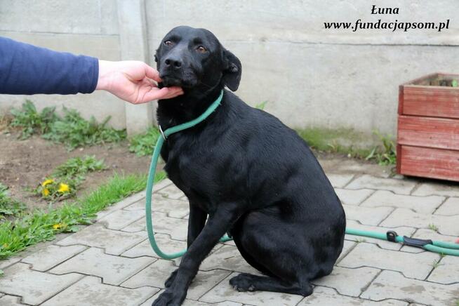 Łuna - urocza czarnulka