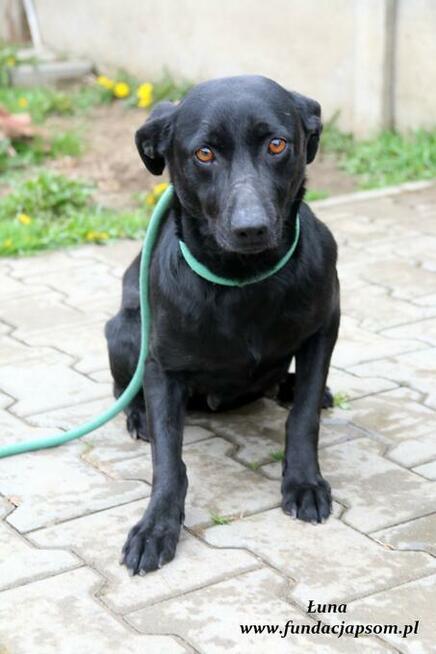 Łuna - urocza czarnulka