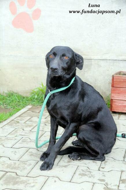 Łuna - urocza czarnulka