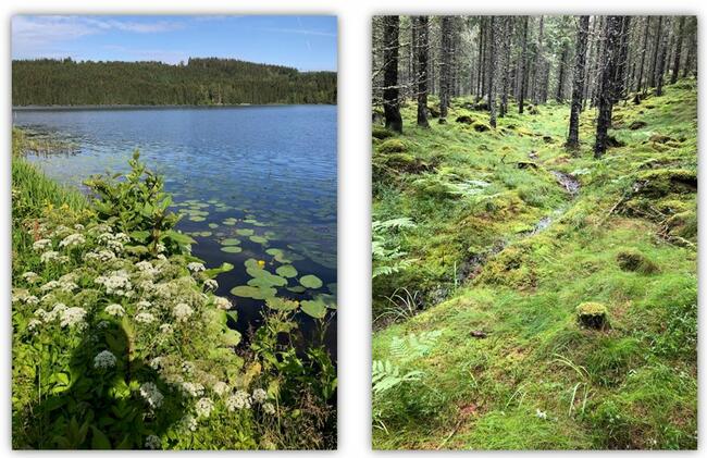 Dom w Szwecji, nad jeziorem w lesie, duża działka. Szwecja.