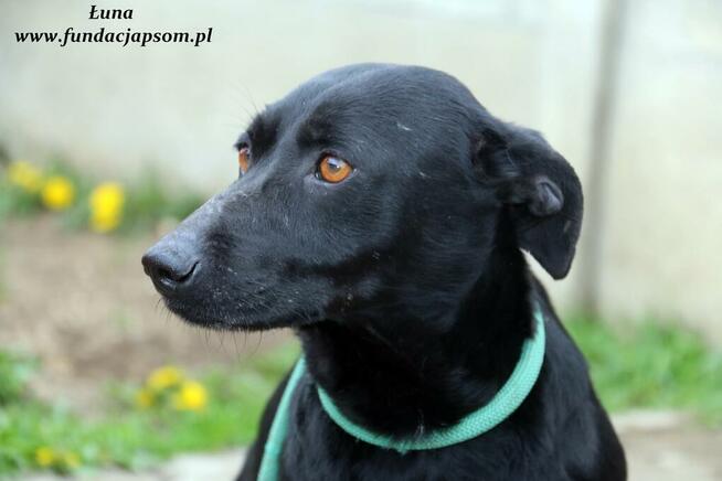 Łuna - urocza czarnulka