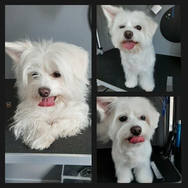 Groomer, Salon pielęgnacji psów, Psi fryzjer