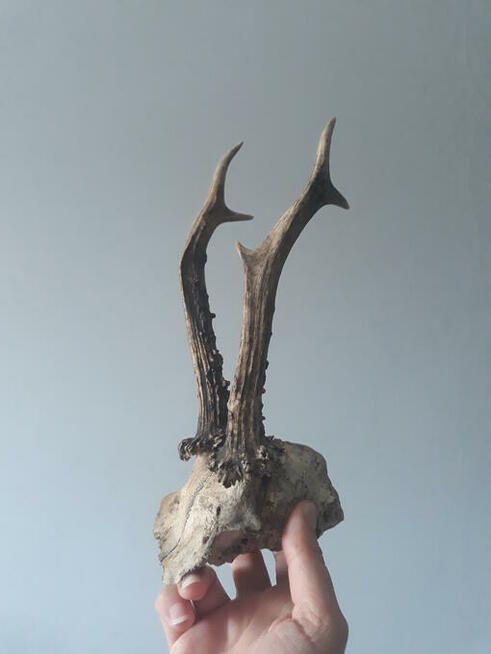 Poroże parostek koziołka