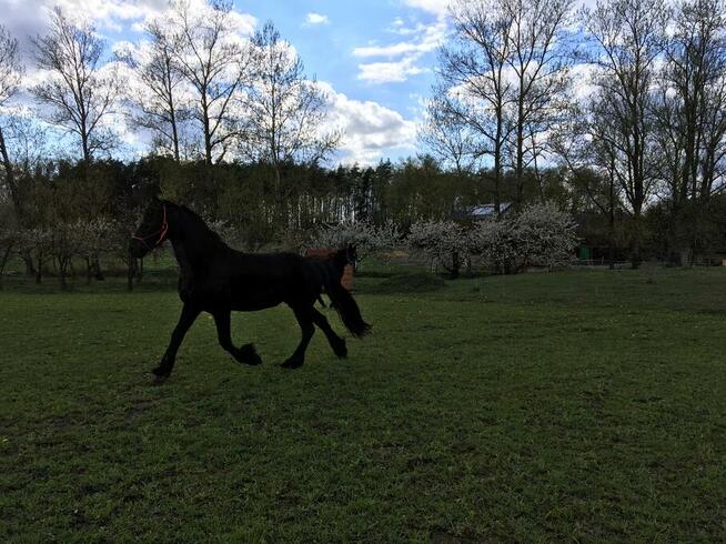 Stajnia, wolnowybiegowa pensjonat koni emerytów 55km odwaw