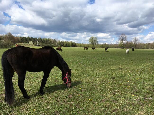 Stajnia, wolnowybiegowa pensjonat koni emerytów 55km odwaw