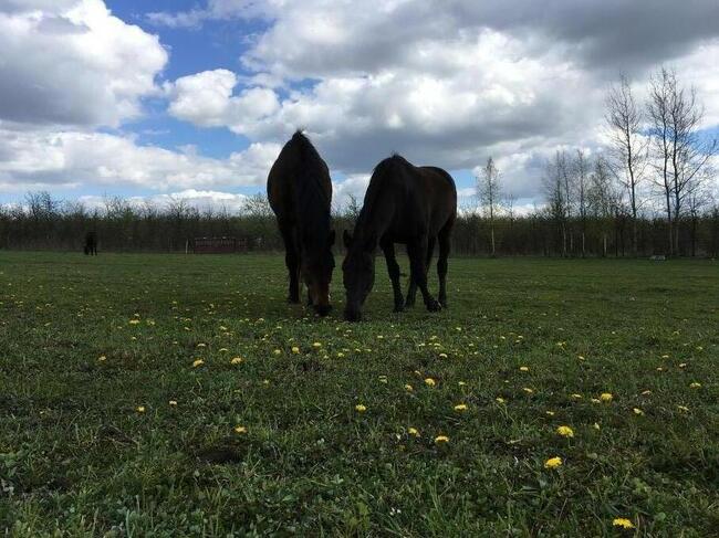 Stajnia, wolnowybiegowa pensjonat koni emerytów 55km odwaw