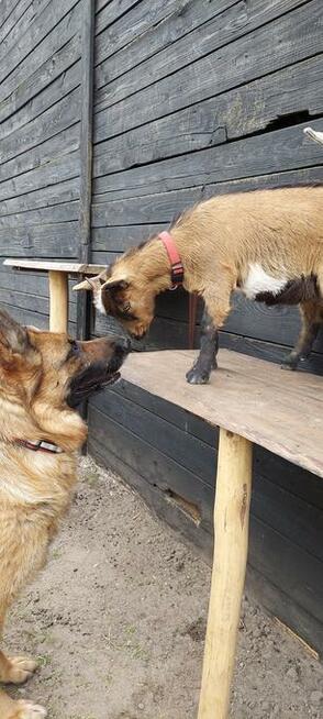 Jurta w Zgodzie z Naturą Agroturystyka nad morzem