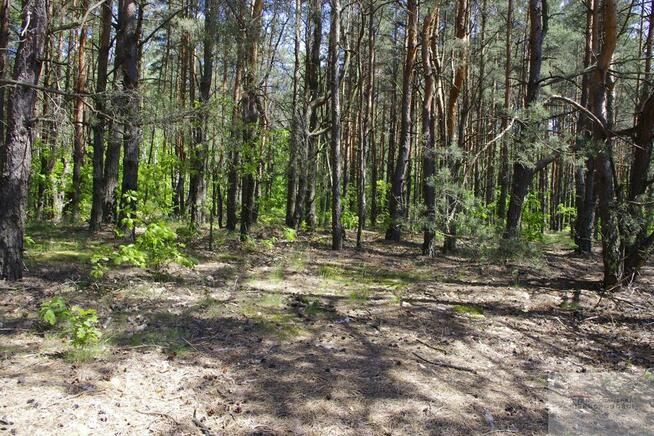 Działka leśna Warszawa Wesoła