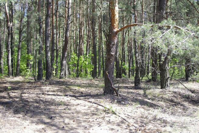 Działka leśna Warszawa Wesoła