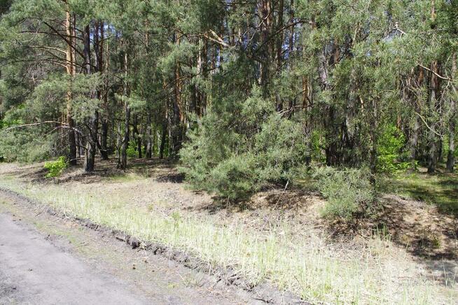 Działka leśna Warszawa Wesoła