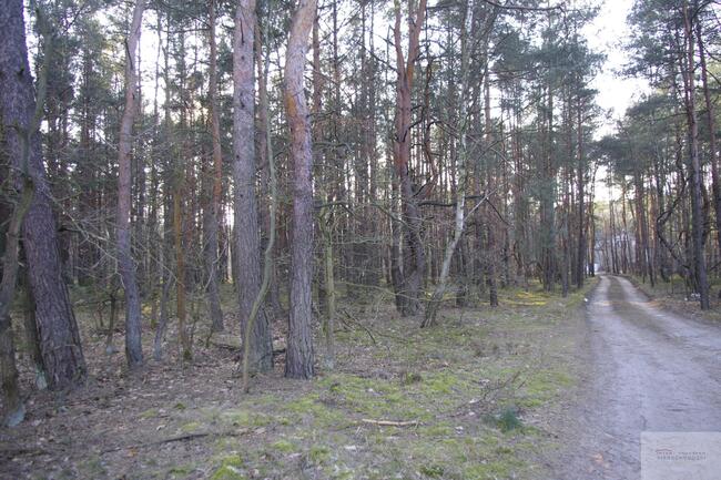 Działka leśna Warszawa Wesoła