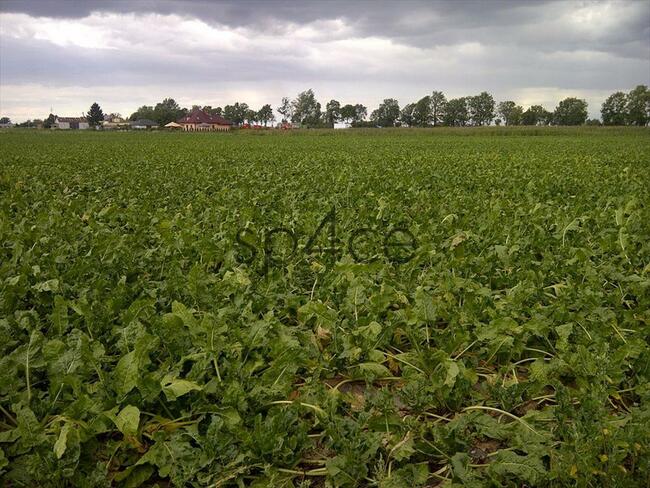 Pracujące GOSPODARSTWO ROLNE. - 700 ha