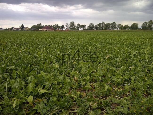 Pracujące GOSPODARSTWO ROLNE. - 700 ha