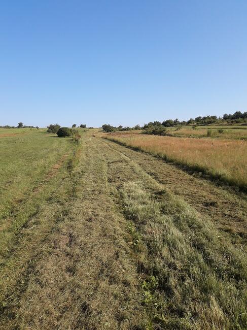 Koszenie nieużytków, łąk, ugorów kosiarką bijakową