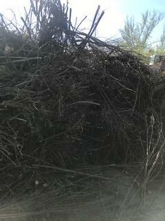 Przyjmę drewno, konary, gałęzie, choinki