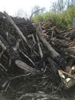 Przyjmę drewno, konary, gałęzie, choinki