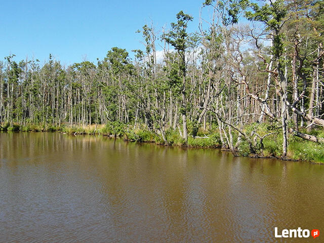 Pole Namiotowe - Camping WYGODA Rowy morze plaża wakacje