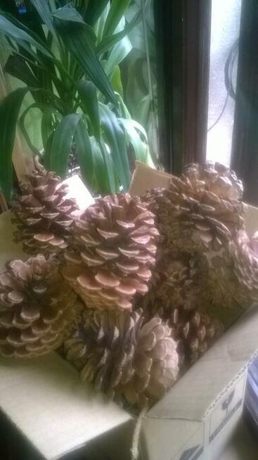 Szyszki duże z sosny żółtej