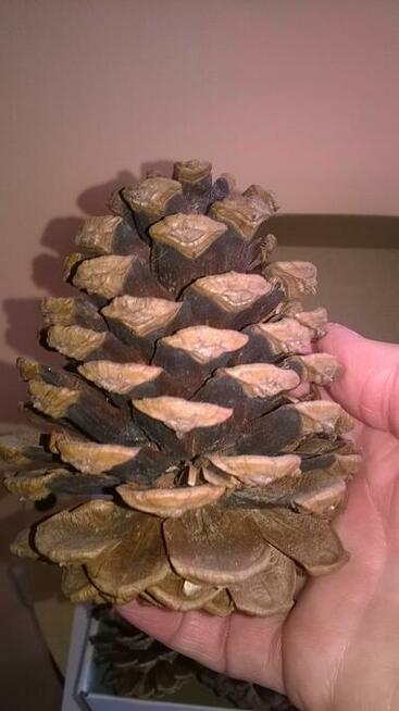 Szyszki duże z sosny żółtej