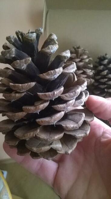 Szyszki duże z sosny żółtej
