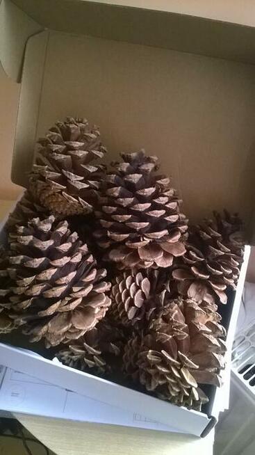 Szyszki duże z sosny żółtej