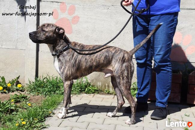 Bombaj - czeka na nowy dom