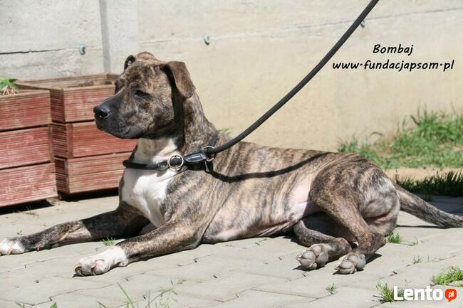 Bombaj - czeka na nowy dom